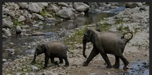 खोह नदी में नहाने पहुंचे पर्यटकों को हाथी ने दौड़ाया,,, बाल-बाल बचे,,।