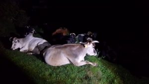 कोट ब्लॉक कार्यालय के पास गुलदार का आतंक,,, एक बछड़े को बनाया निवाला,,, दूसरे को किया हमलाकर घायल।